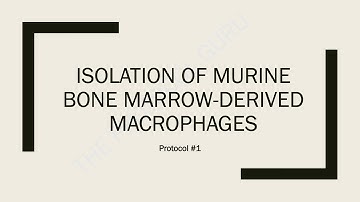 How to Isolate Bone marrow-derived macrophages