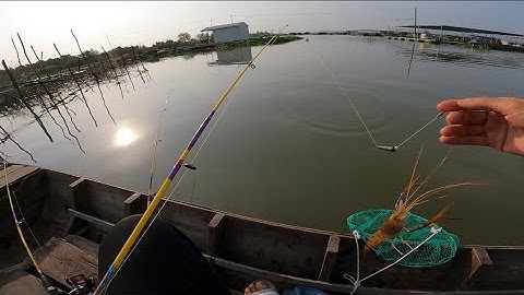 Đi câu tôm cá dảnh tại làng bè bình thạnh trúng nước tôm ăn dính quá dính