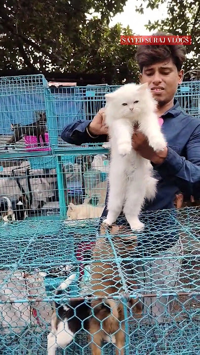 Download lagu Persian cat/Pet Market Kolkata 😍/lowest price puppy dog/gallif street dogs #shorts #viral #dog #dogs
