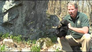 Help Keep Bears Wild - Discouraging Bears