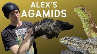 The ‘best’ lizard group? TCRP42 Alex’s Agamids