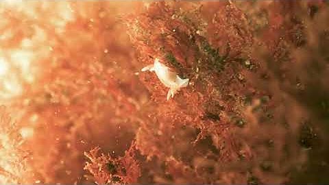 INMERSIONES EN NOVIEMBRE Y DICIEMBRE. CAMP BAY - EL CUARRY - GIBRALTAR