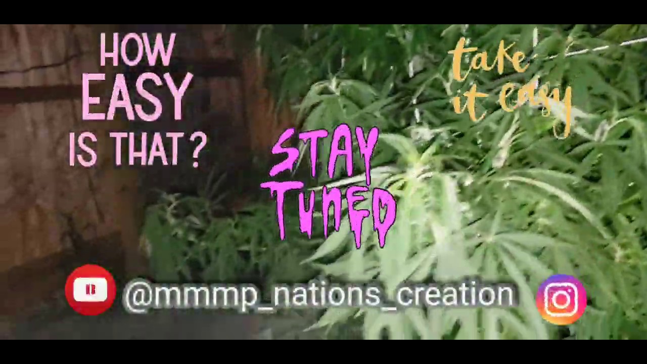 Spraying amazingdoctorzymes  for small infestations of aphids