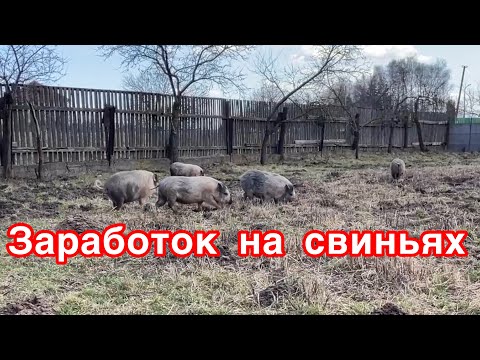 Заработок на Вьетнамских