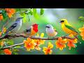 Uninterrupted Deep Work Birdsong Piano For Productivity 