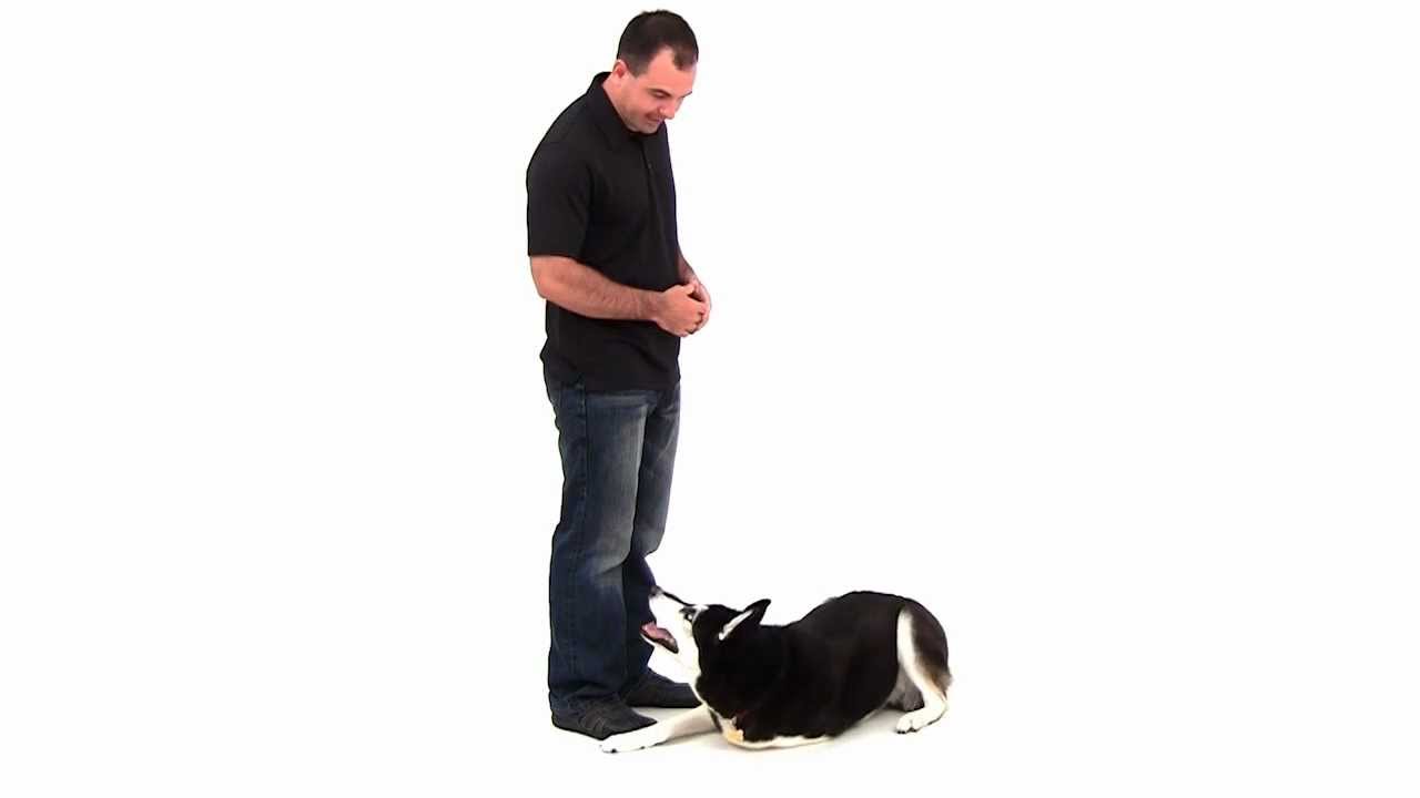 Dog Obedience Training YouTube