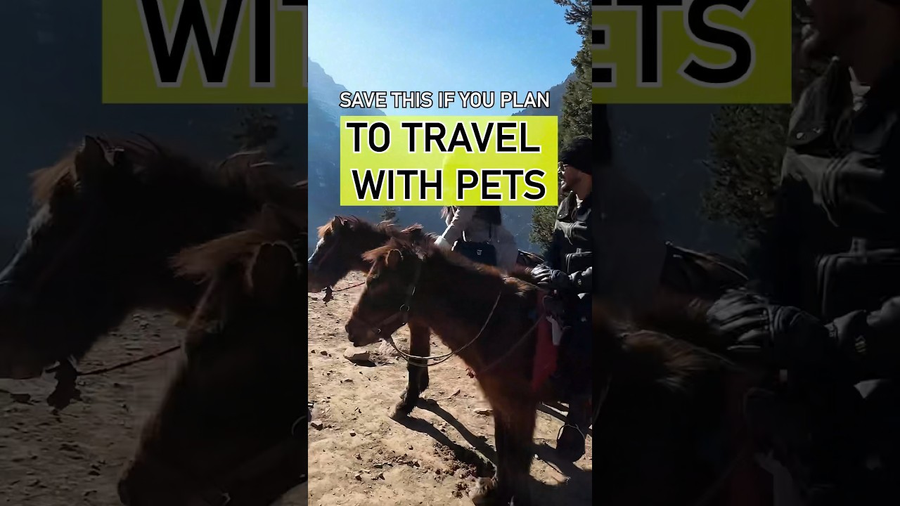 How to TRAVEL with PETS? #pet #travel #tips #couple #love #zing #india #kashmir #dubai #uae #ltz #yt How to TRAVEL with PETS? #pet #travel #tips #couple #love #zing #india #kashmir #dubai #uae #ltz #yt