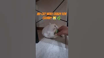 Catnip Madness!🌸 #funnycat #cat #catlife #catvideo #kitten #catreaction #catshorts #cutecat #kitty