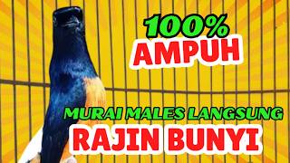 Pancingan Pagipagi Agar Murai Gacor Murai Macet Pasti Nyaut Emosi