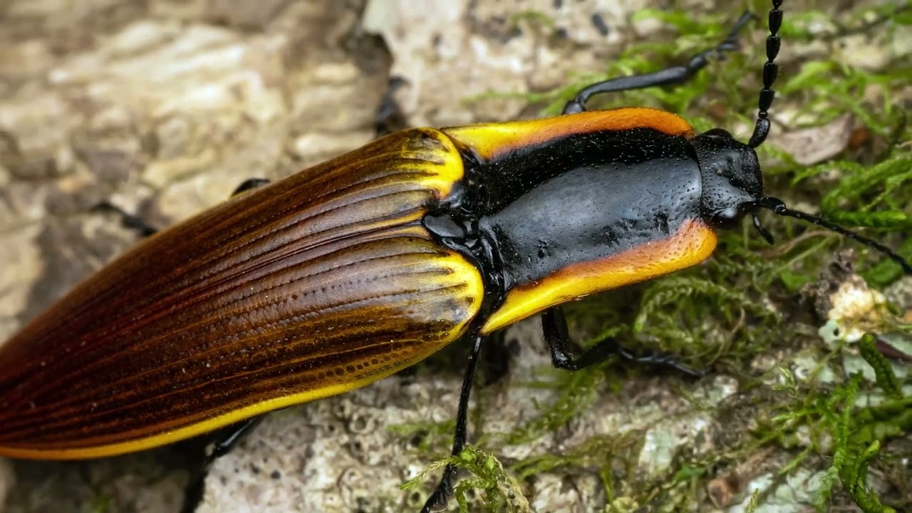 Semiotus luteipennis - El Hachero
