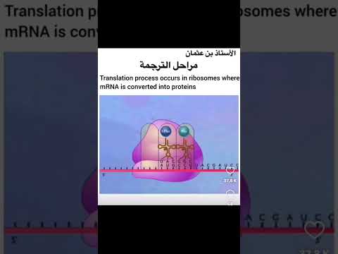 آلية الترجمة