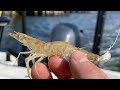 Inshore Saltwater Fishing With LIVE SHRIMP