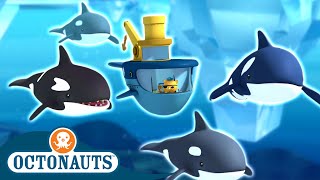 @Octonauts  - Whales Mega Compilation | 100 Mins+ | Cartoons for Kids | Underwater Sea Education