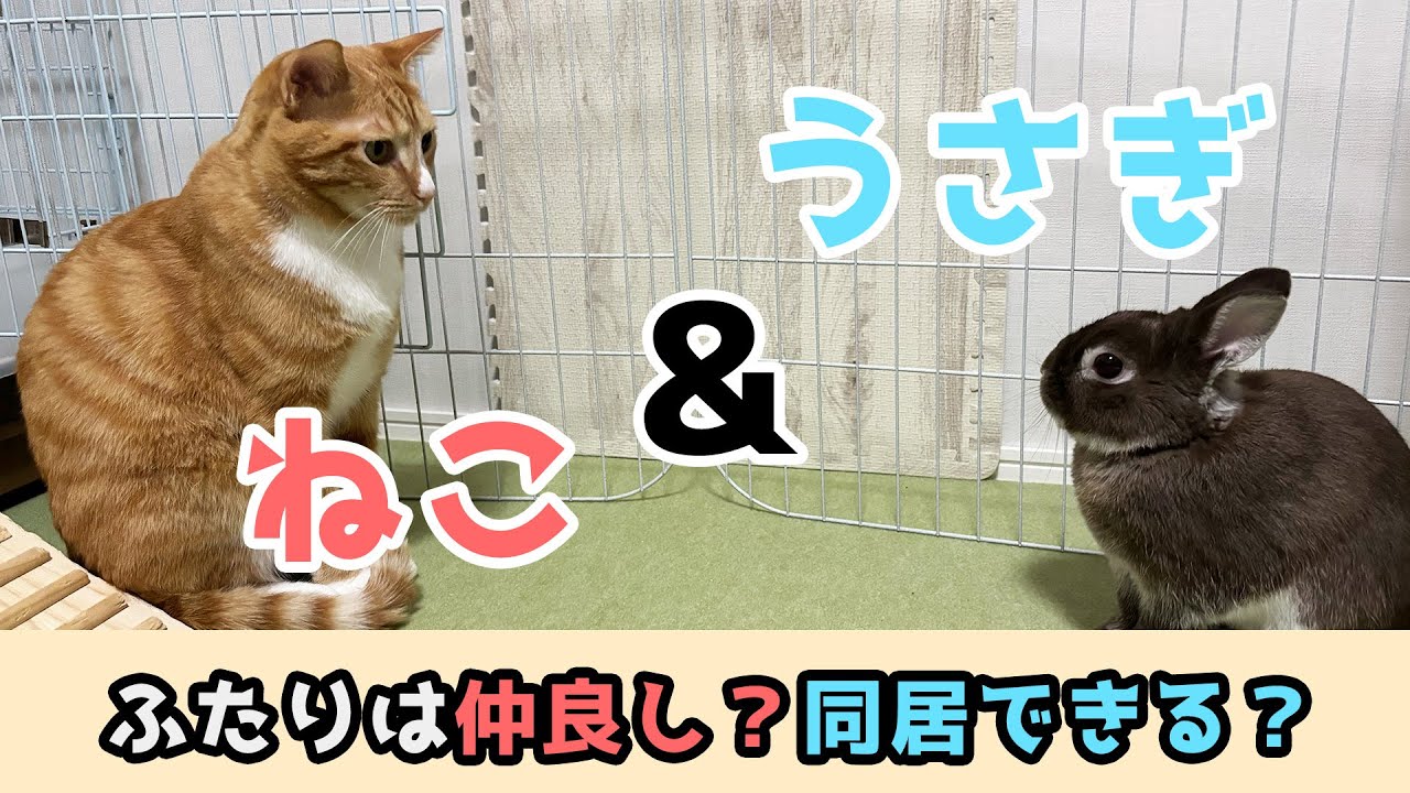 二人の仲】うさぎと猫は仲良くできる？ - YouTube
