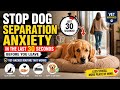 Stop Dog Separation Anxiety in the Last 30 Seconds Before You Leave (Vet-Backed Routine)