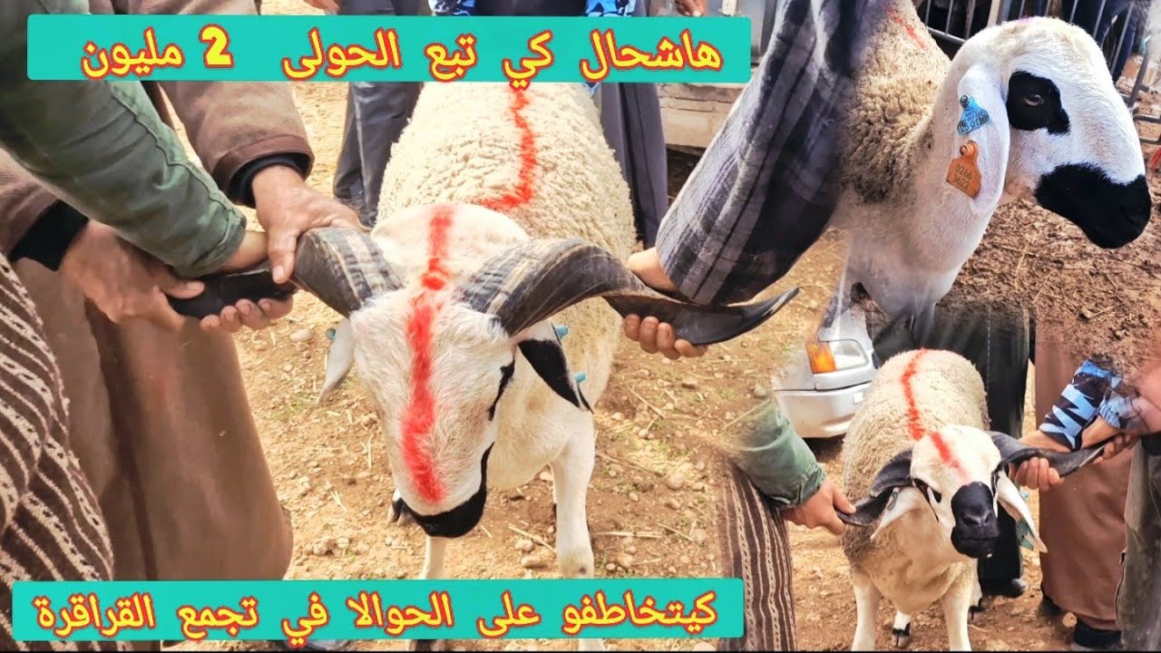 كيتخاطفو على الحوالا  في تجمع القراقرة هاشحال تمن 😱