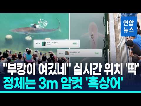 부캉이 정체는 암컷 흑상어…언제 나갈까? "먹이 없고 추워지면" / 연합뉴스 (Yonhapnews)