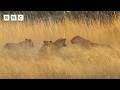 Lionesses fight intruder males to protect their cubs | Big Cats 24/7 Series 2  - BBC