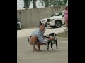Dallas Wings pregame arrival has gone to the dogs