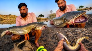 🎣 Giant Wallago Attu Catfish Catching | Big Pathan Fish Hunting | Bohali Machli Fishing | lachi fish
