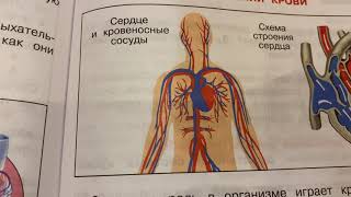 Окружающий мир/3 кл/часть 1/Плешаков/Дыхание и кровообращение/12.12.21