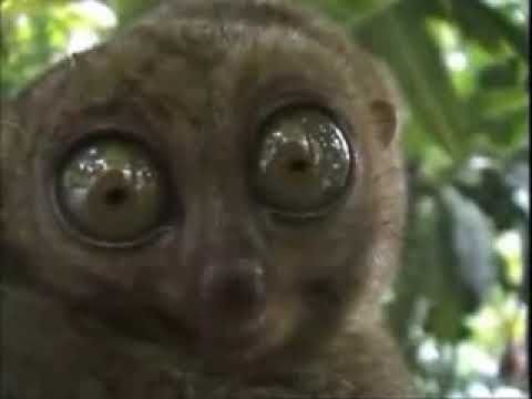 The Dramatic Lemur (Stereo Enchanced)