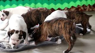 Boxer Puppies for Sale