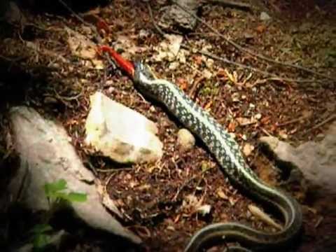 Garter Snake Eating A Salamander Youtube