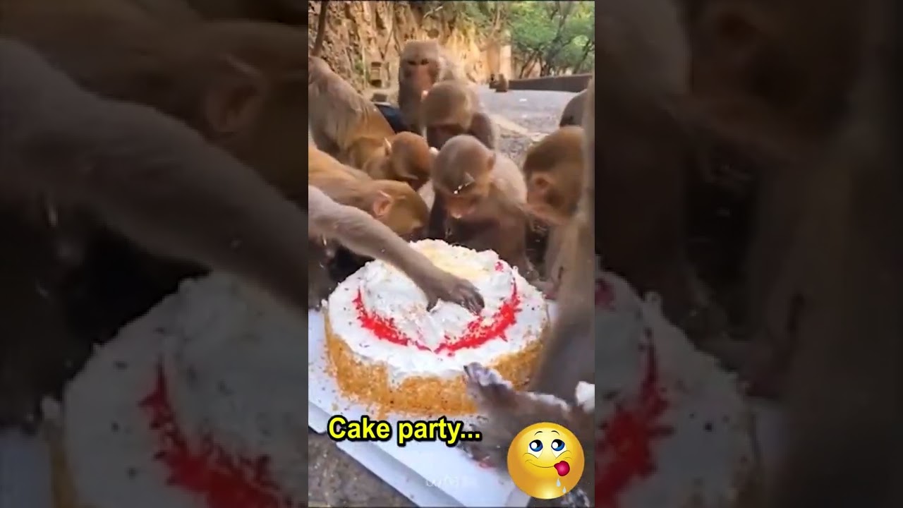 The monkeys are having a cake party 🐒 