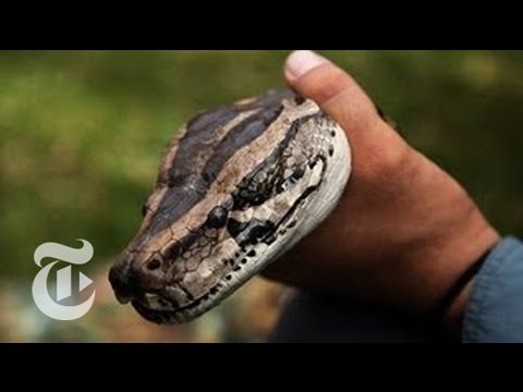 Stalking a Python: Hunting Snakes in a New Florida Competition | The New York Times