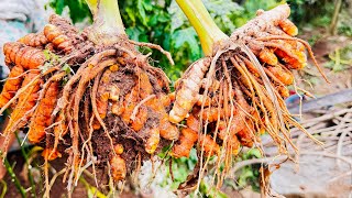 Harvesting turmeric roots into turmeric powder | how to make turmeric powder #harvesting #turmeric 