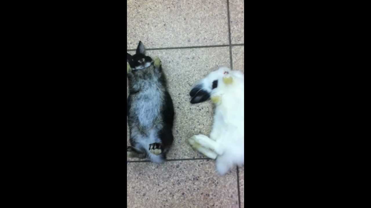 rabbit playing dead YouTube