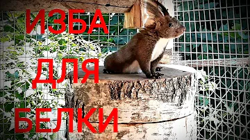 ДОМ ДЛЯ БЕЛОК СВОИМИ РУКАМИ. ДОМАШНЕЕ СОДЕРЖАНИЕ ЛЕСНЫХ БЕЛОК.