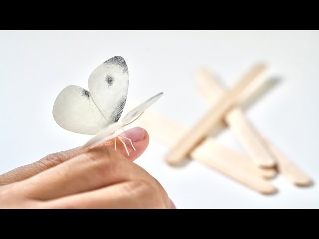 モンシロチョウ