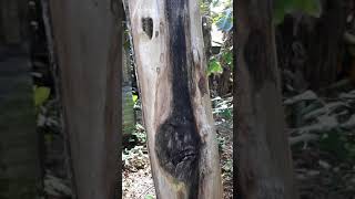 Reaksi sktr 4 bulan Inokulasi dgn teknik cuma 1 lobang