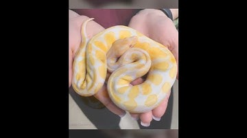 Albino balpython