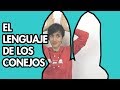 Conejo: El lenguaje de los conejos - Entiende a tu pequeño