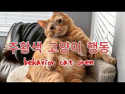 Cats - Behavior cat oren 주황색 고양이 행동
