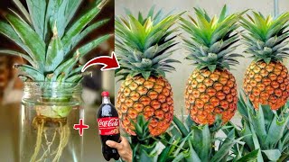 Amazing! Growing Pineapple Super Fast Using Coca-Cola Promotes Faster Fruiting