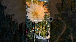 Flowers 🌸 #sparklyone #flowers #beautiful #garden #backyard #gardening #roses #hydrangeas #dahlias