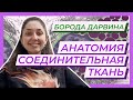 Анатомия — Соединительная ткань