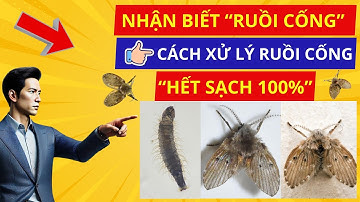CÁCH XỬ LÝ RUỒI CỐNG HIỆU QUẢ 100%