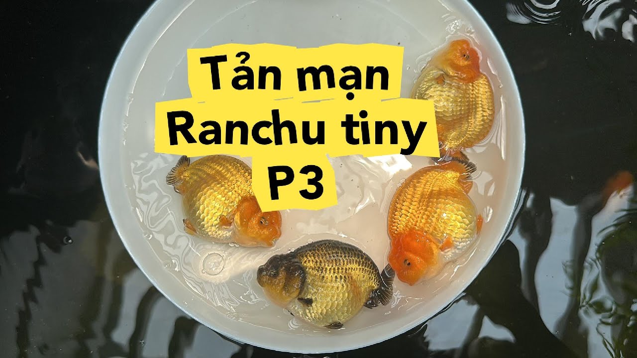 Thăm tiệm cá FB Phạm Hồng Vương - tản mạn ranchu tiny Phần 3
