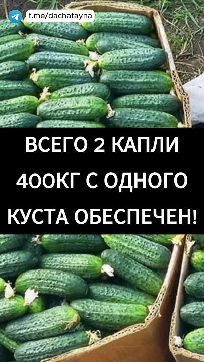 Всего две капли и 400 килограм огурцов с одного куста обеспечен. - YouTube