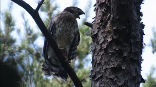 Cooper's Hawk Immature Scream Calls