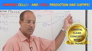 Lymphoid Cells | T and B cell Production and Subtypes🩺 by Dr. Najeeb Lectures 5,430 views 4 months ago 10 minutes, 10 seconds