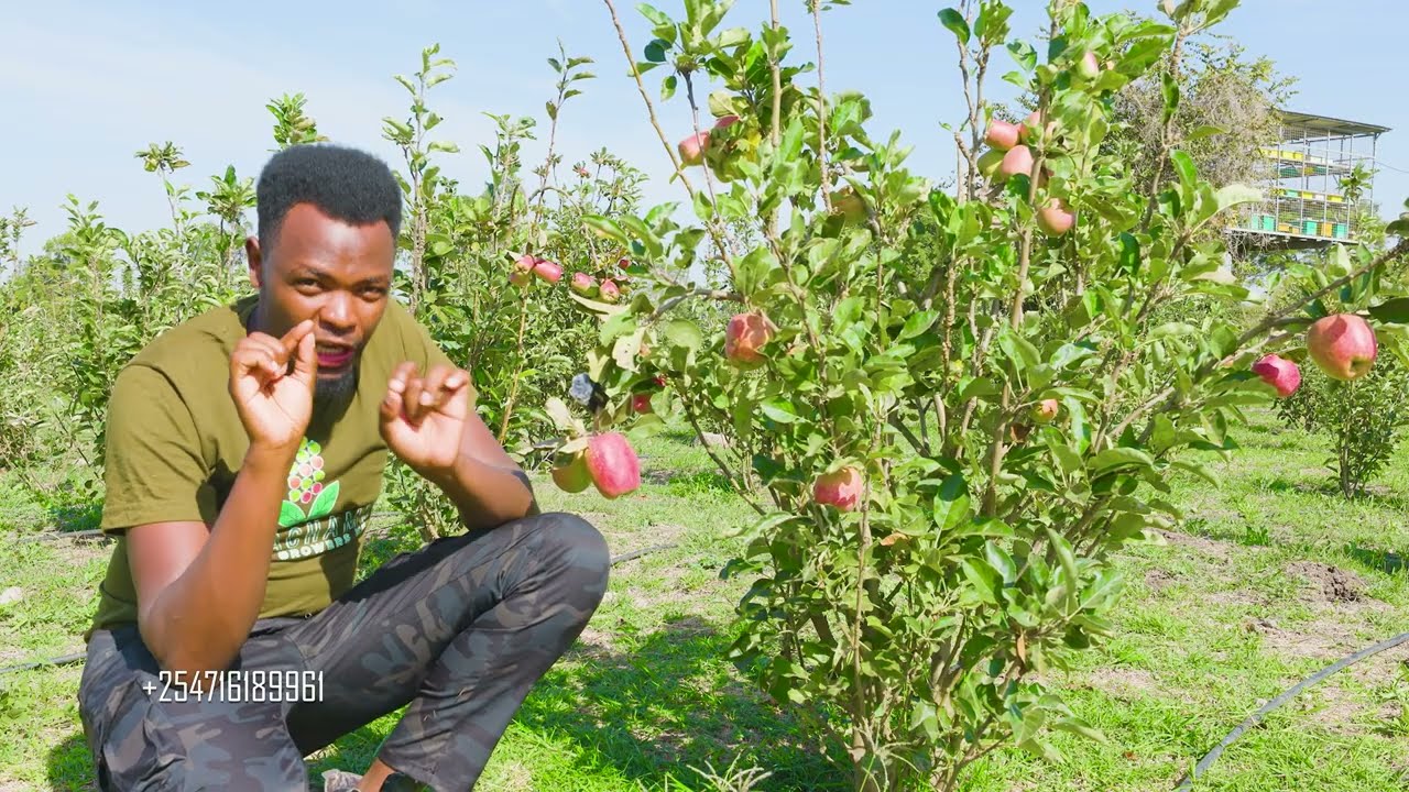 Зачем нужны опылители на вашей яблоневой ферме?