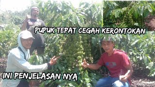 CARA TEPAT CEGAH KERONTOKAN BUAH KOPI