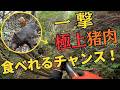 【極上猪肉】寝屋に潜む巨大イノシシを猟犬ブッチャーが誘い出し、猟銃で一撃で捕獲した有害鳥獣駆除活動！