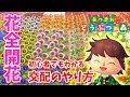 【あつ森】初心者でも分かる花の交配のやり方!!全種類の花の交配ルートをまとめました!!【どうぶつの森】